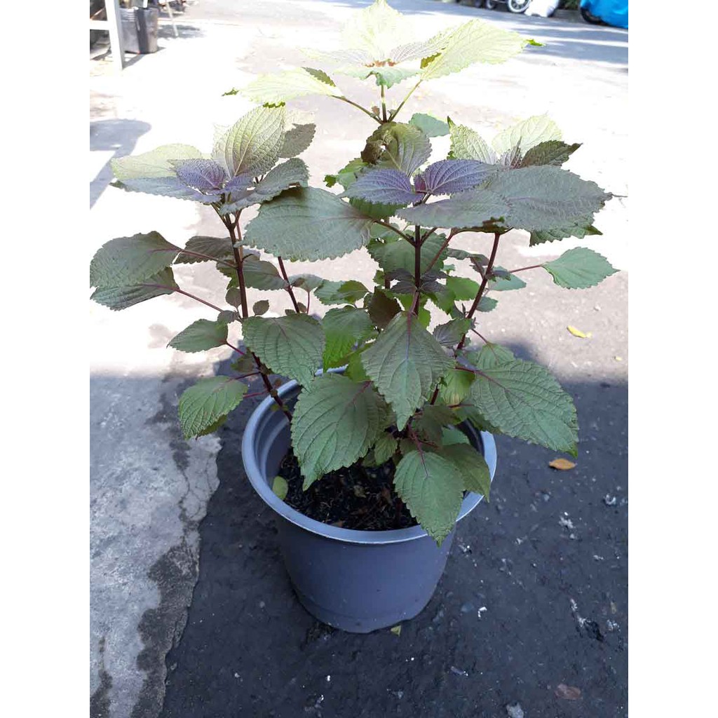 Hạt Giống Tía Tô Trang Nông