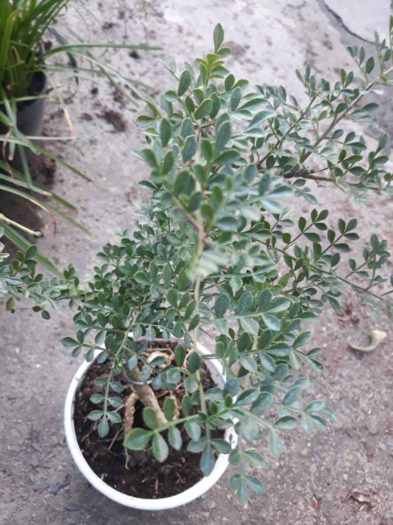 Chậu cây bonsai mini cần thăng