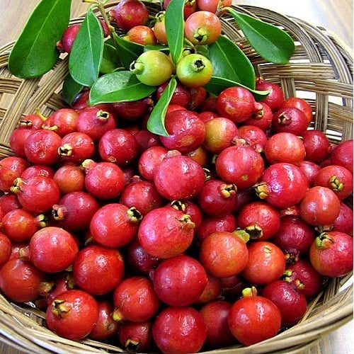 Cây giống ổi sim Nhật- ổi dâu tây trái thơm, chua ngọt, mọng nước- Hoa kiểng Nguyễn Lộc