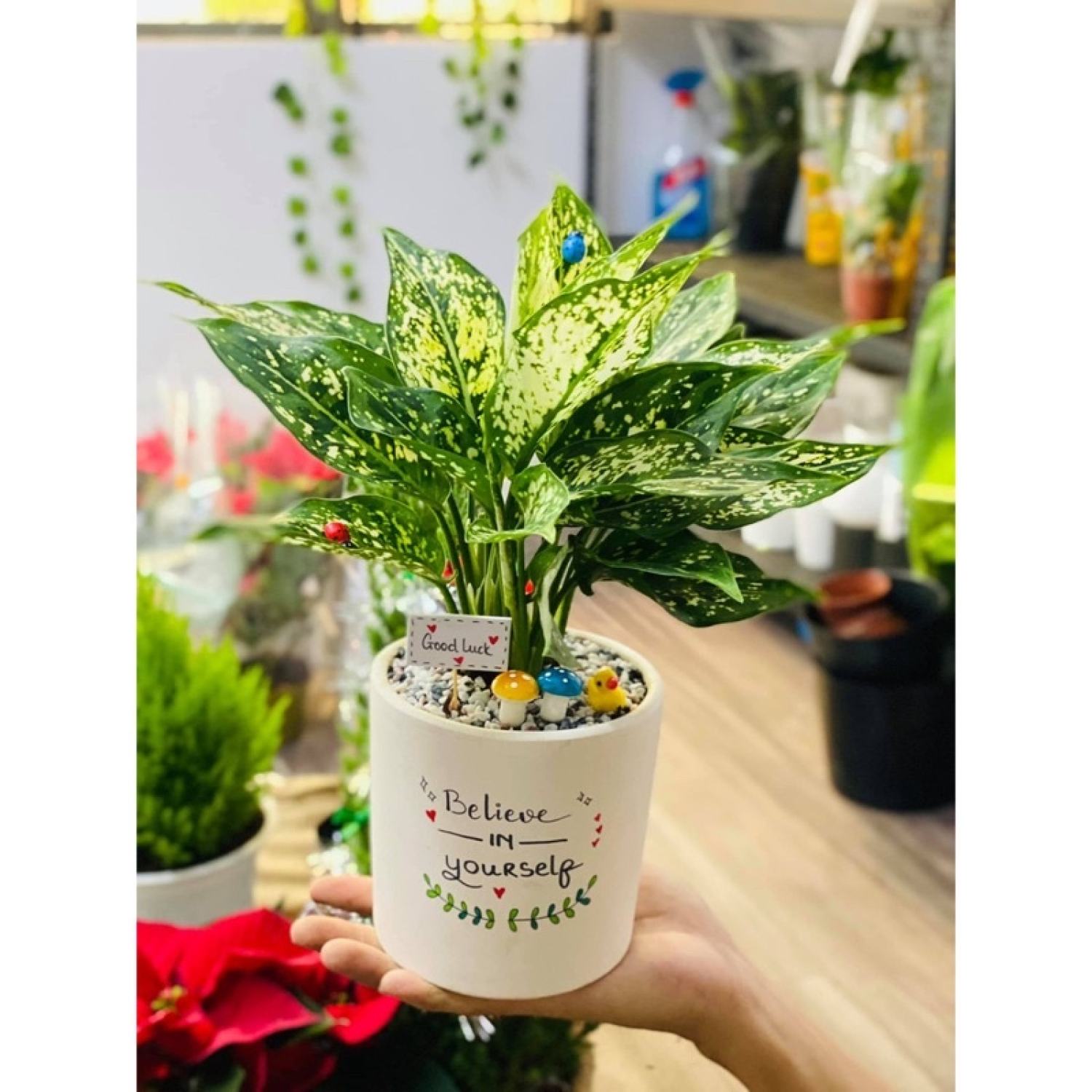 Cây Valentine cây nội thất trồng thuỷ sinh được