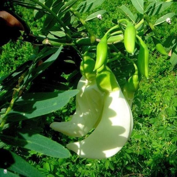 Hạt Giống Bông So Đũa Trắng - Gói 2 Gram
