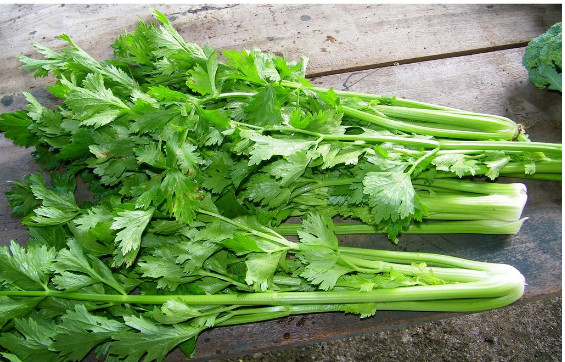 Hạt Giống Cần Tây Thera (5g)