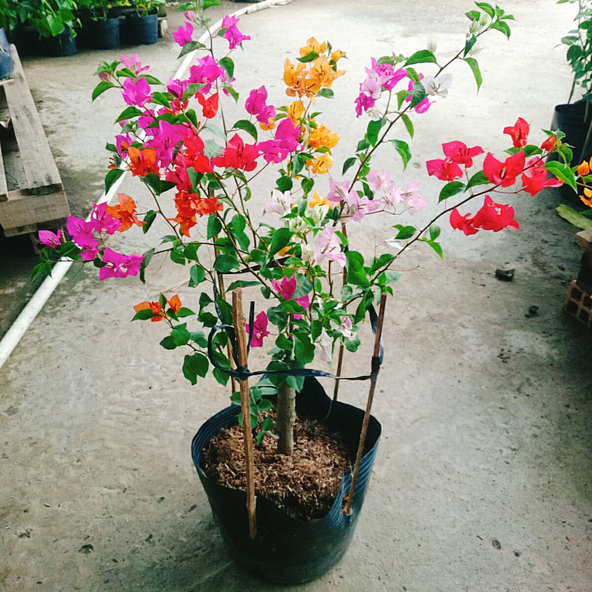 Cây Hoa Giấy Ngũ Sắc (Chuẩn đẹp 100%) - cây cảnh để bàn