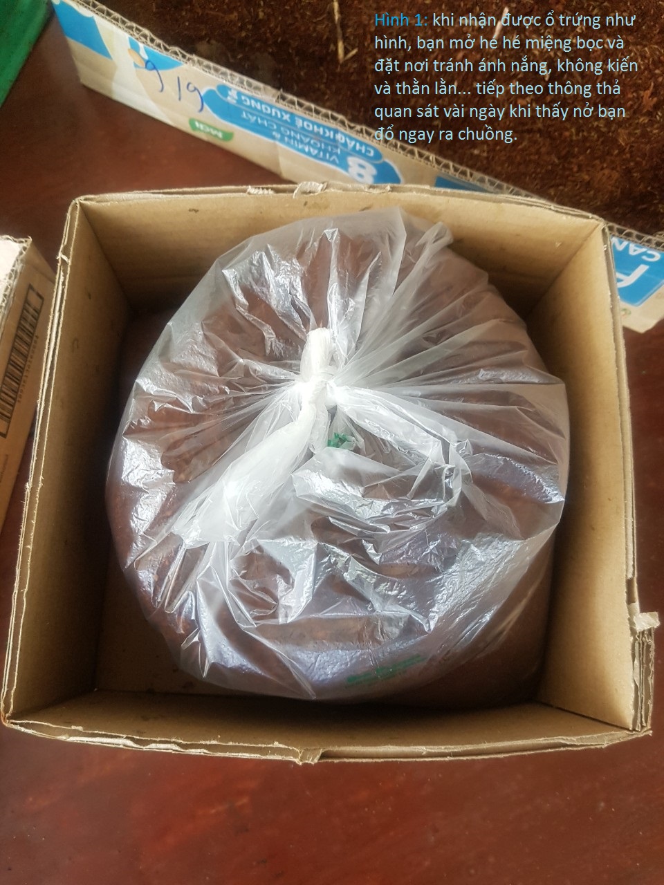 ổ trứng dế mèn thái - đạt 15kg thành phẩm.
