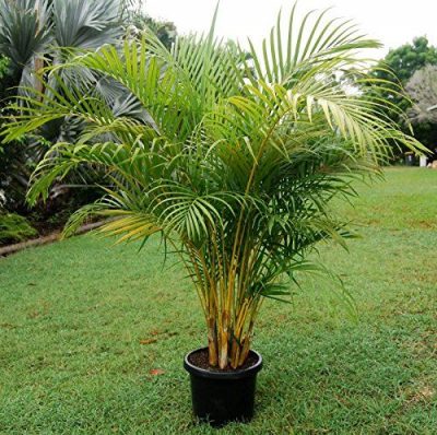 CAU LỤA VÀNG ( CÂY CAU NHẬT ), CHẬU CÂY ĐẸP THANH LỌC KHÔNG KHÍ