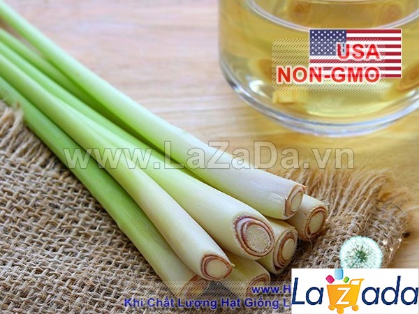 10h Hạt Giống Sả Chanh (TLA0| B43*X32*M535)