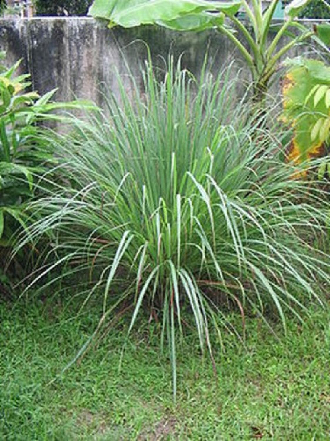 3 cây sả tươi- ship hàng thứ 2