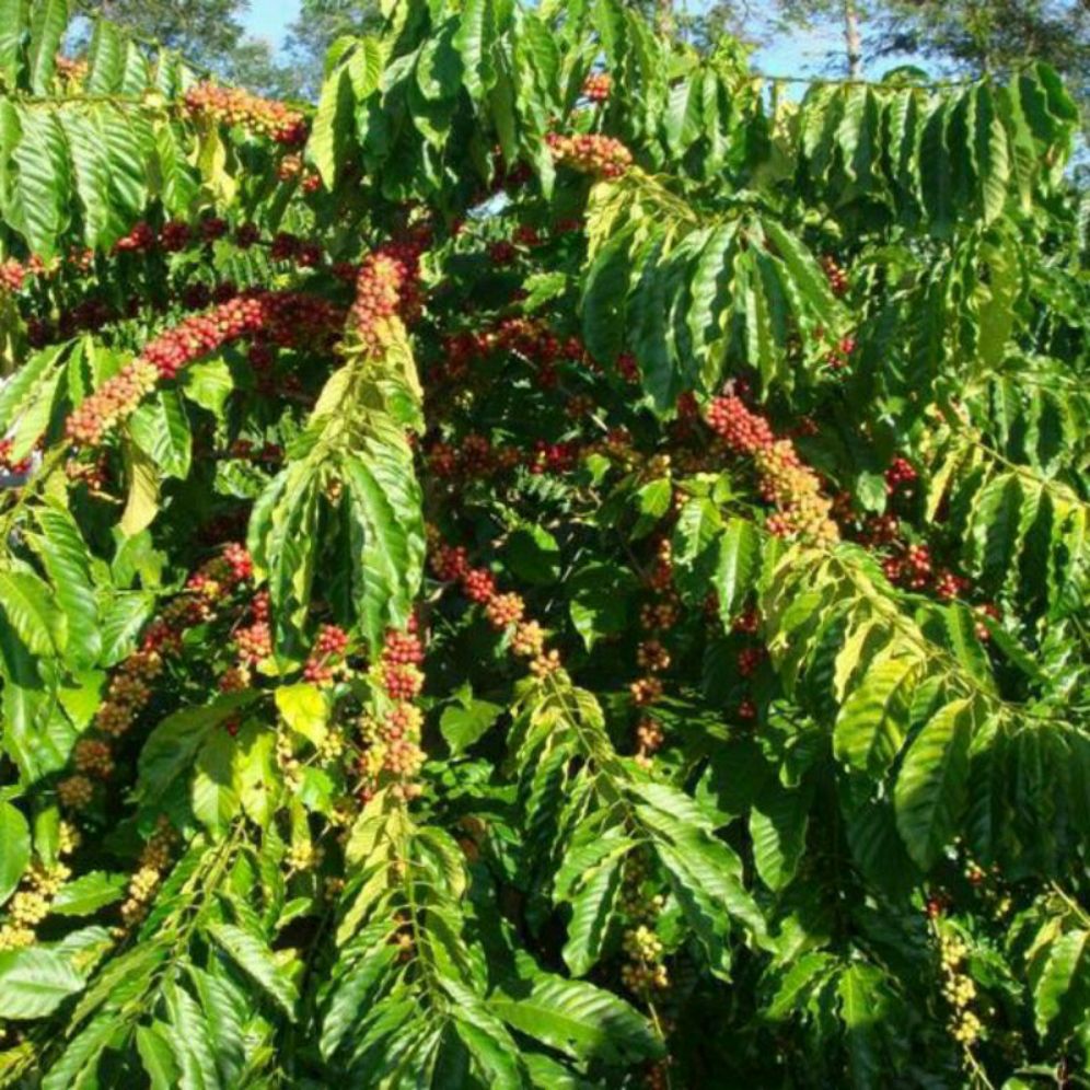 Giống cà phê vối TR9