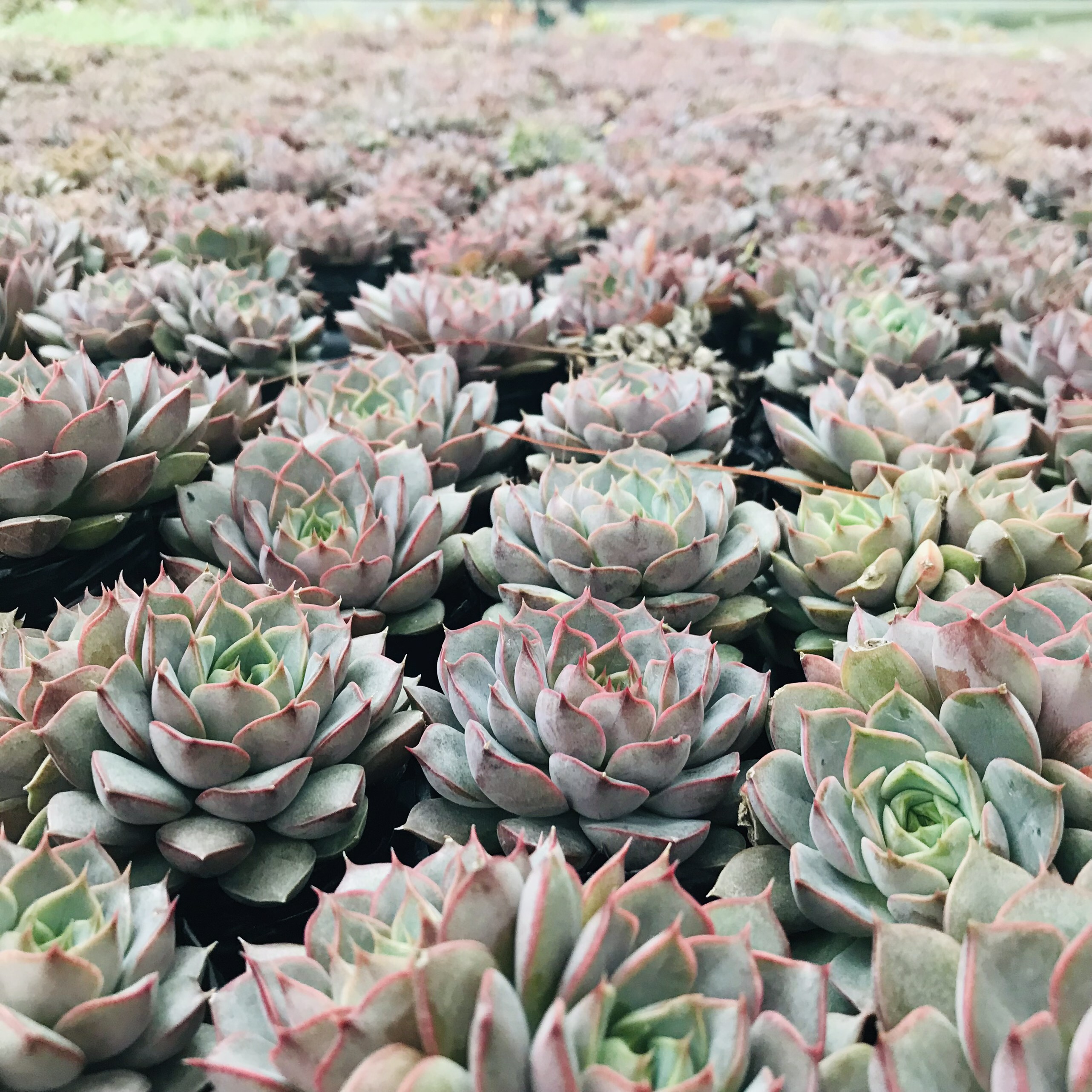 SEN ĐÁ HOA HỒNG ĐỎ SIZE BÉ KHỎE ĐẸP LỖI 1 ĐỔI 1