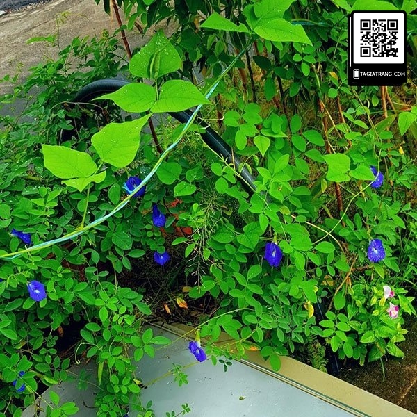 Hạt giống hoa đậu biếc đơn