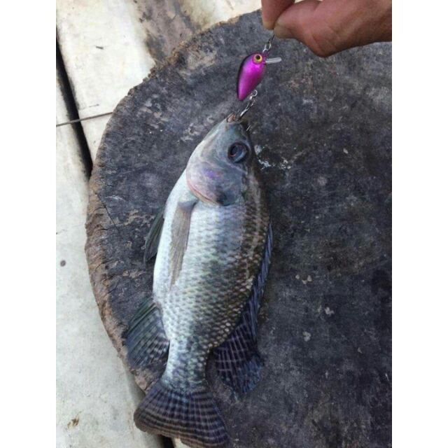 Mồi giả câu lure, hộp 10 mồi ruồi