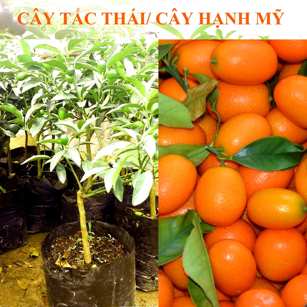 Freeship max -cây giống tắc thái trái dài - nông sản vùng cao nguyên