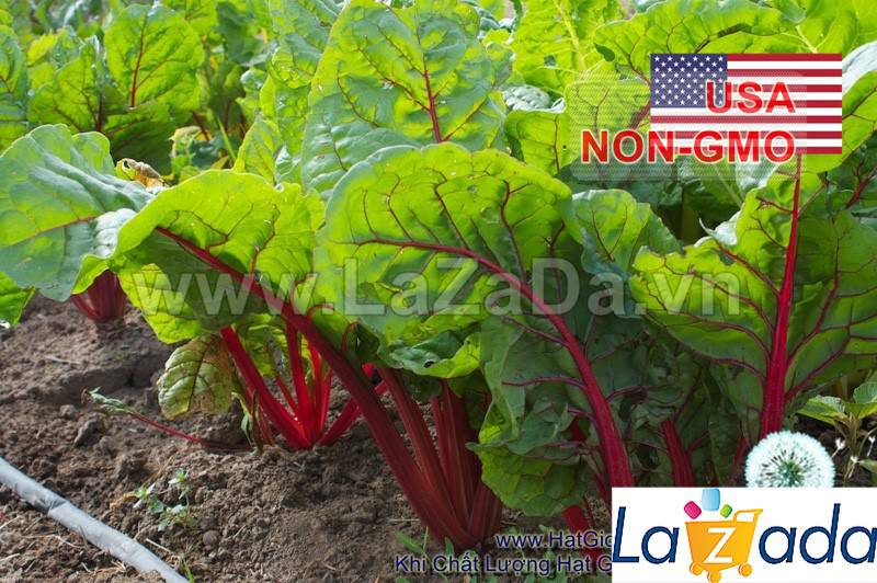 20GR Hạt Giống Cải Ngọt Thụy Sỹ Đỏ Đẫm Ruby (| C7*X45)