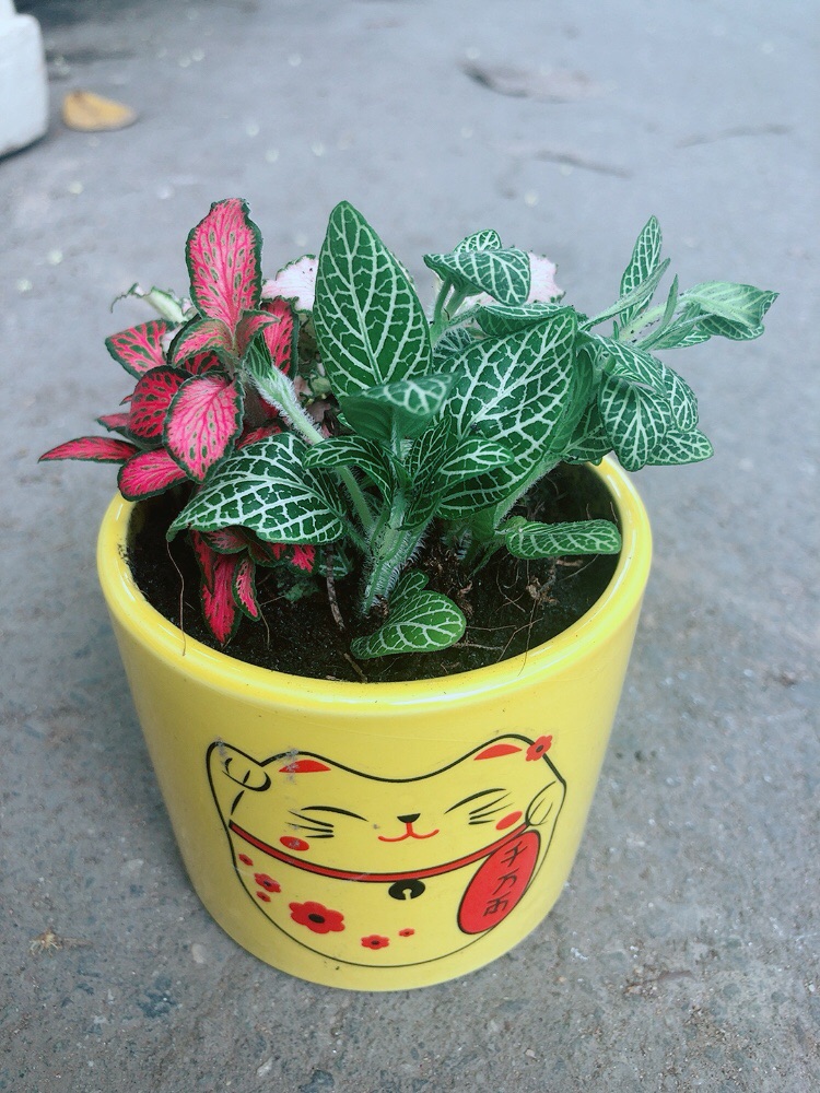 Chậu Cẩm Nhung (lá may mắn)