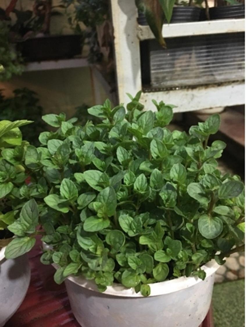 Hạt giống bạc hà peppermint