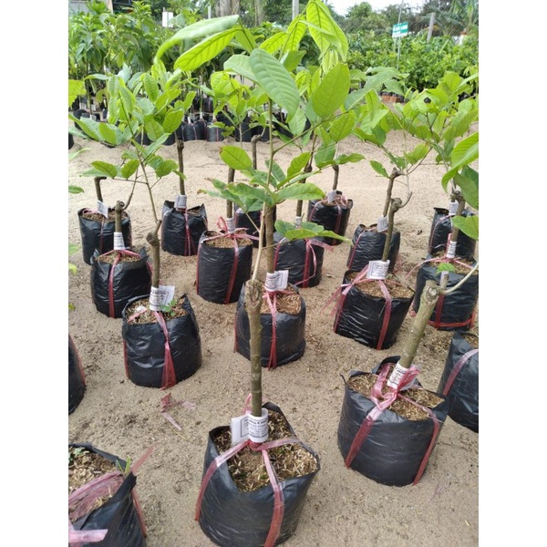 Cây Giống Chôm Chôm Thái Cao 70cm-80cm