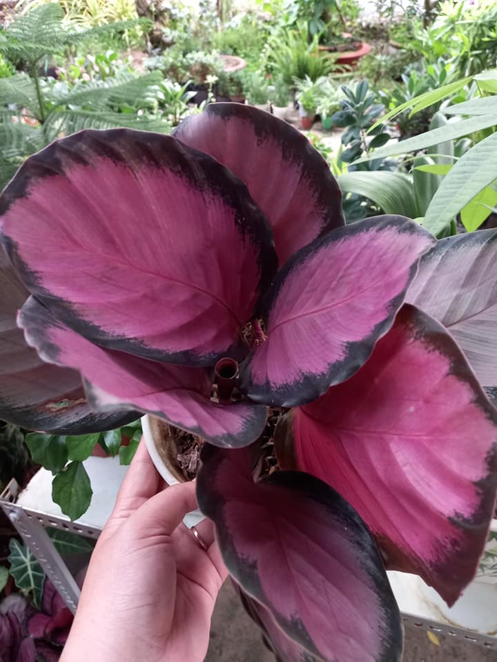 Cây Đuôi Công Đỏ