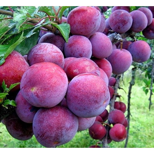 Mận Tam Hoa hàng giống+ tặng phân thỏ hữu cơ