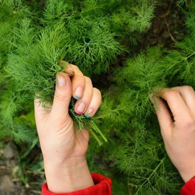 Dill Seeds (Rado 06) 5gr Package
