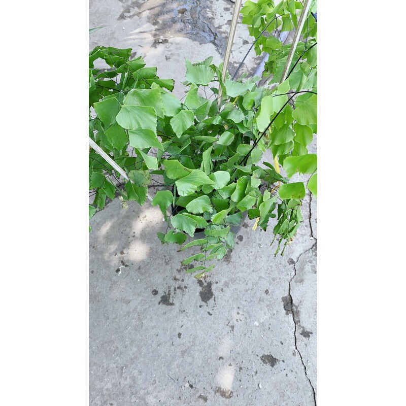 Cây Tóc Thần Vệ Nữ