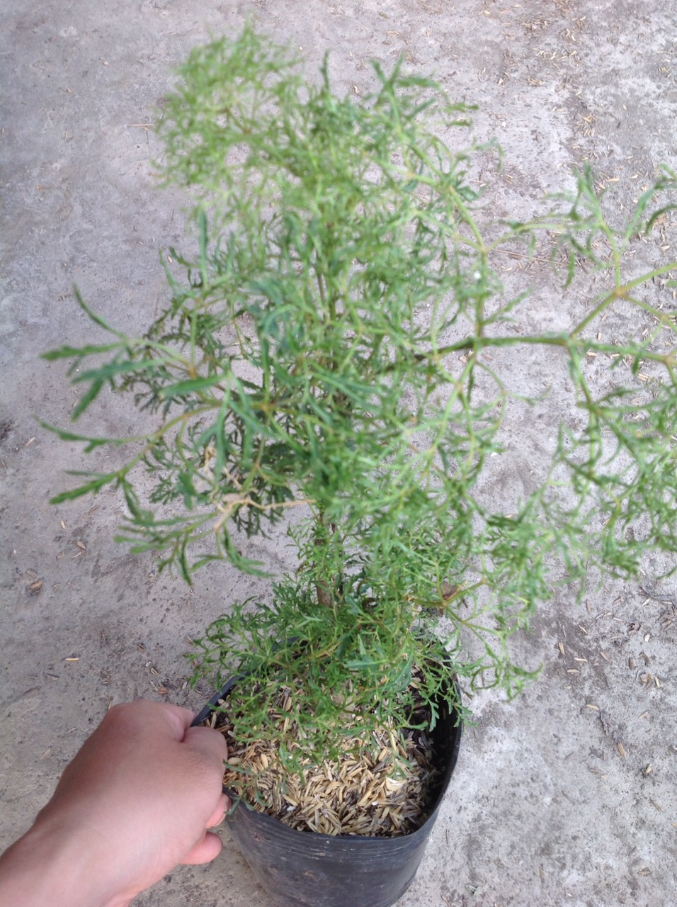 Cây Đinh Lăng - Cây cảnh sân vườn