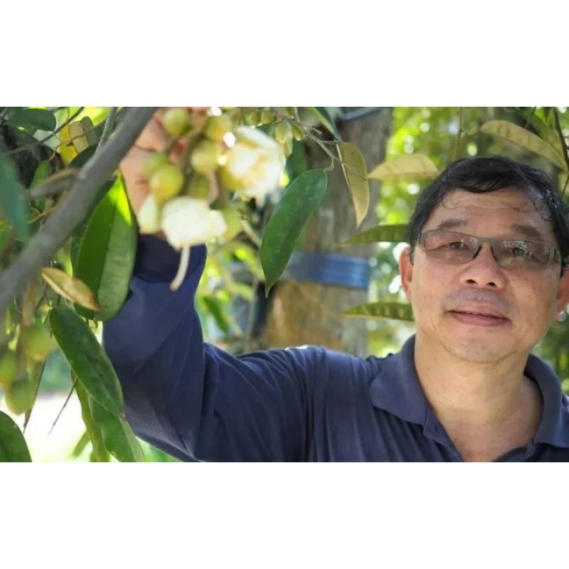 CÂY GIỐNG SẦU RIÊNG BLACK THORN (cây giống siêu sớm có bảo hành )
