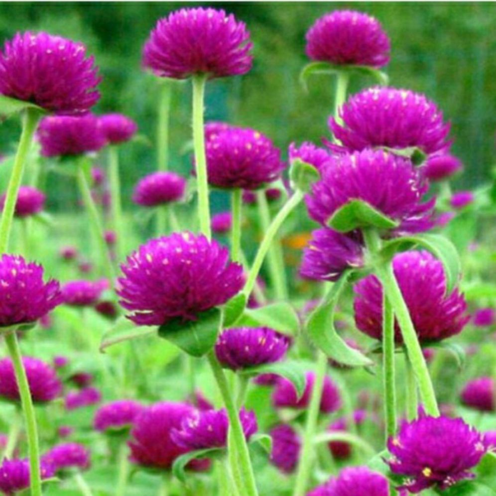 hạt giống hoa cúc bách nhật tím - gói 0,5gr