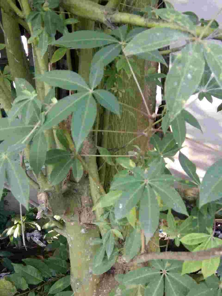 900gram hạt bông gòn giống