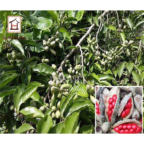 cây dổi giống chuẩn