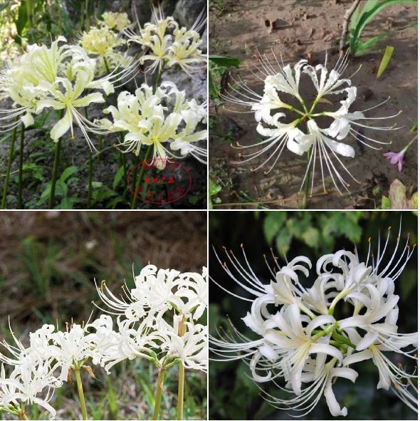 Combo 3 củ giống hoa bỉ ngạn hoa màu trắng  ( kèm 3 viên nén ươm củ )