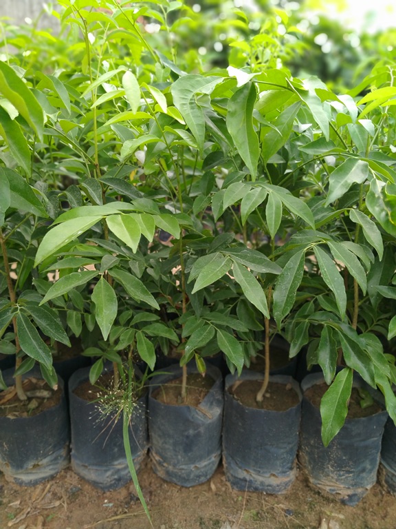 2 Cây mắc mật