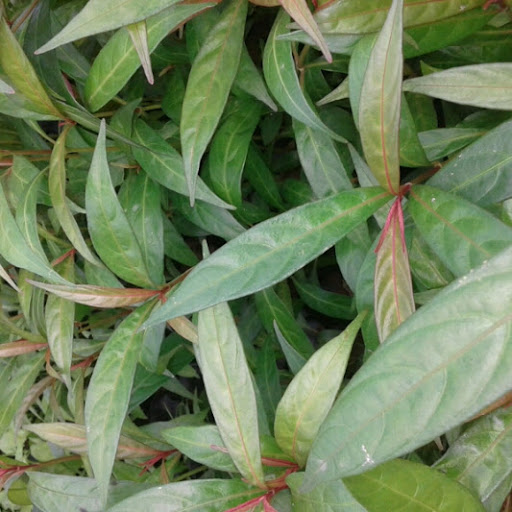 20 cây hoàn ngọc