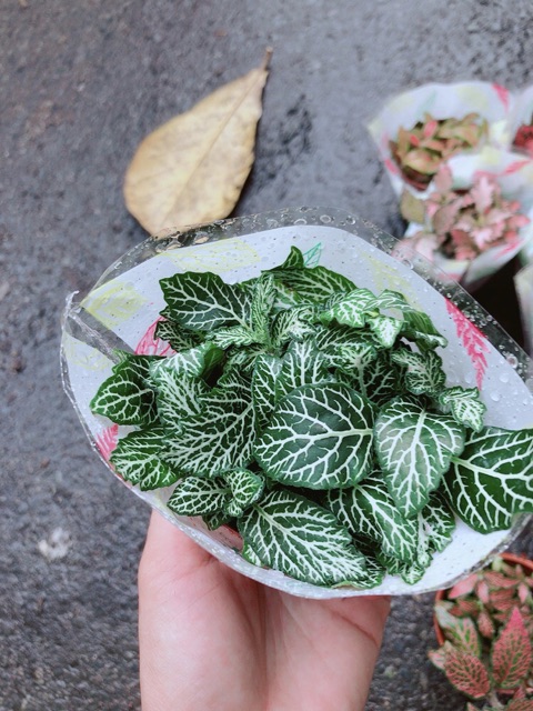 Cẩm Nhung Xanh Đậm (lá may mắn)