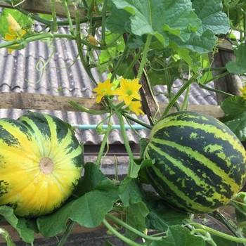 "Hạt Giống Dưa Bở Quả Tròn gói 10g- Hãy mua ngay, sản phẩm giá tốt, gian hàng uy tín chất lượng đảm bảo hài lòng.  "