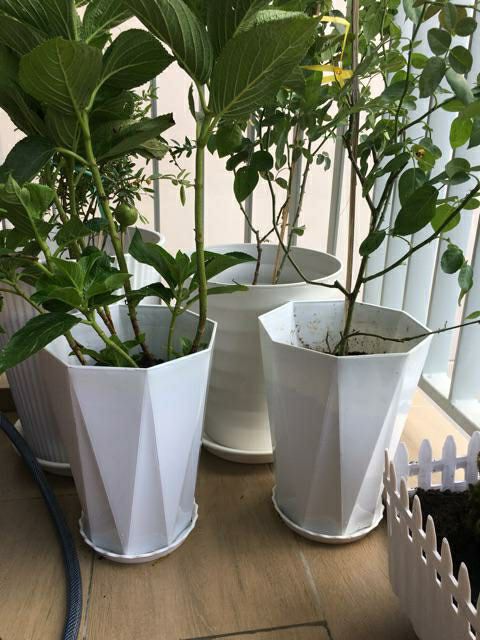 combo 2 chậu nhựa 8 cạnh cao 30cm cực đẹp.