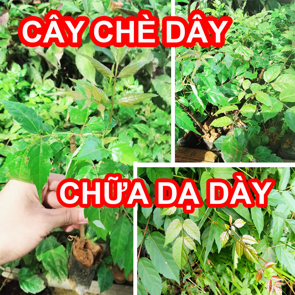 [Cây dược liệu] Cây Chè Dây