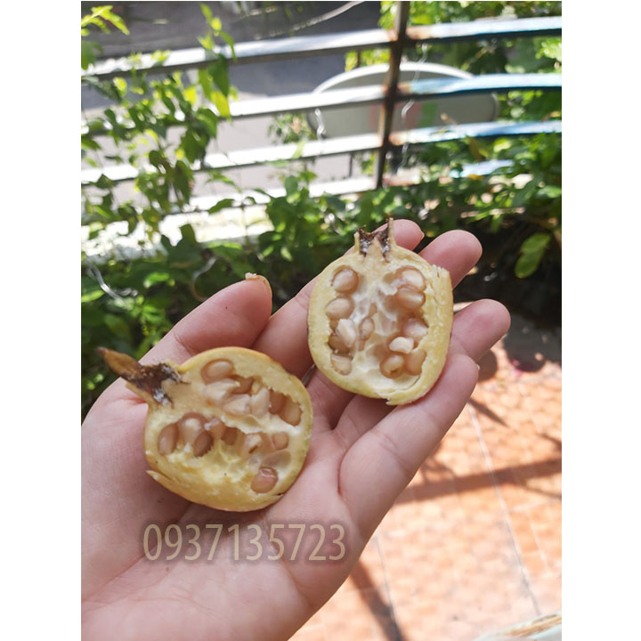 [HCM]cây lựu  lê  ( lựu kiểng ) -- cao từ 45-60 cm