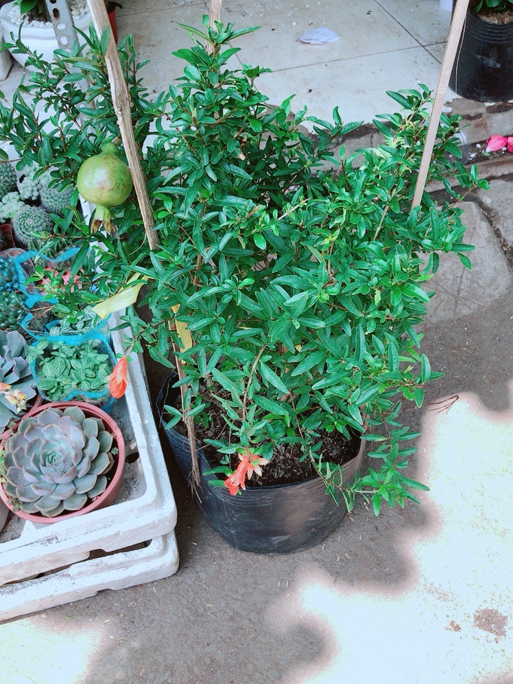 Cây Lựu Quả To Ngọt