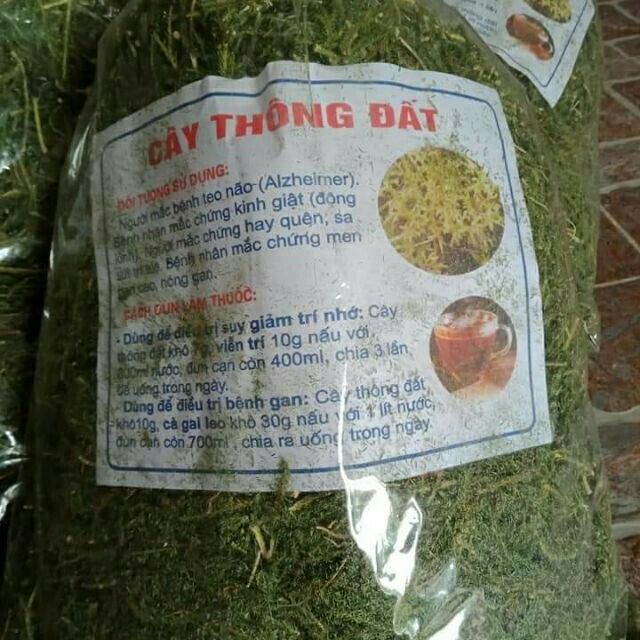 500g cây thông đất