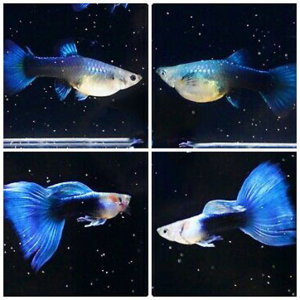 hb blue guppy - 7 màu