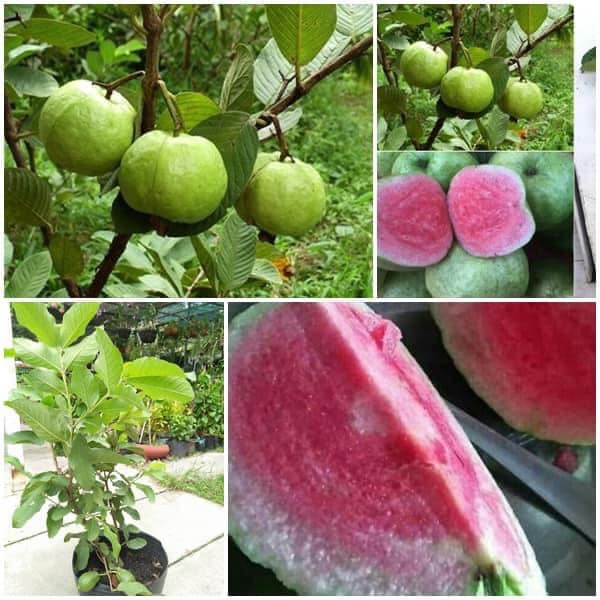 Cây giống ổi Ruby ruột đỏ