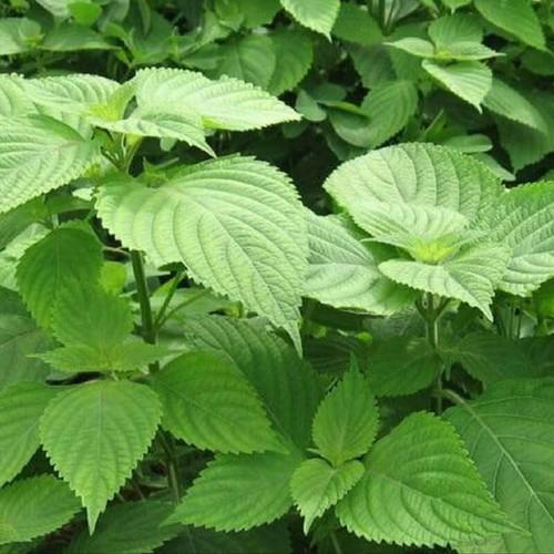 Hạt giống kinh giới 2gr