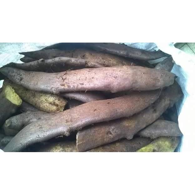 Tắc Kè Đá Tươi 1kg