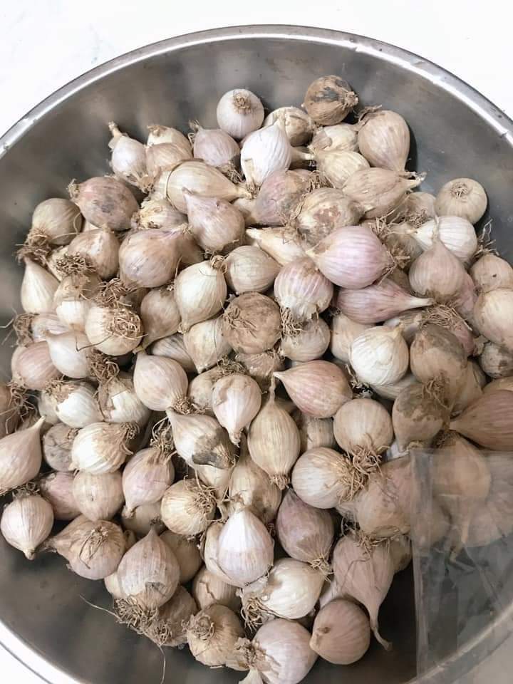 Tỏi cô đơn Sơn La 1kg
