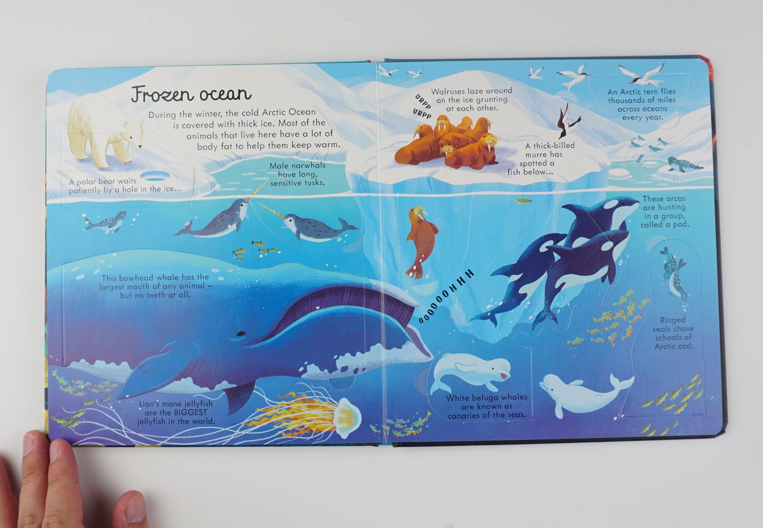 Look Inside Seas and Oceans