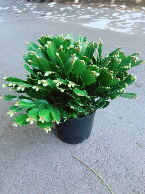 Cây Càng Cua Hoa Trắng (có thêm màu đỏ, hồng)