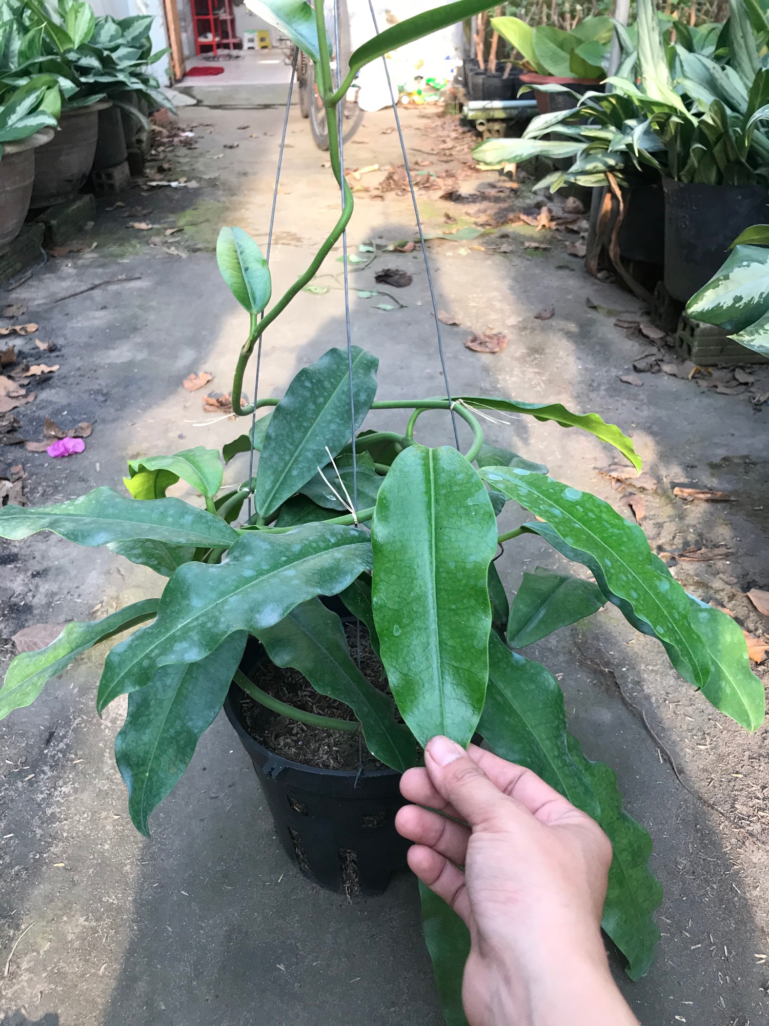 Caykiengsadec- Lan Cẩm cù lá dài + tặng phân bón