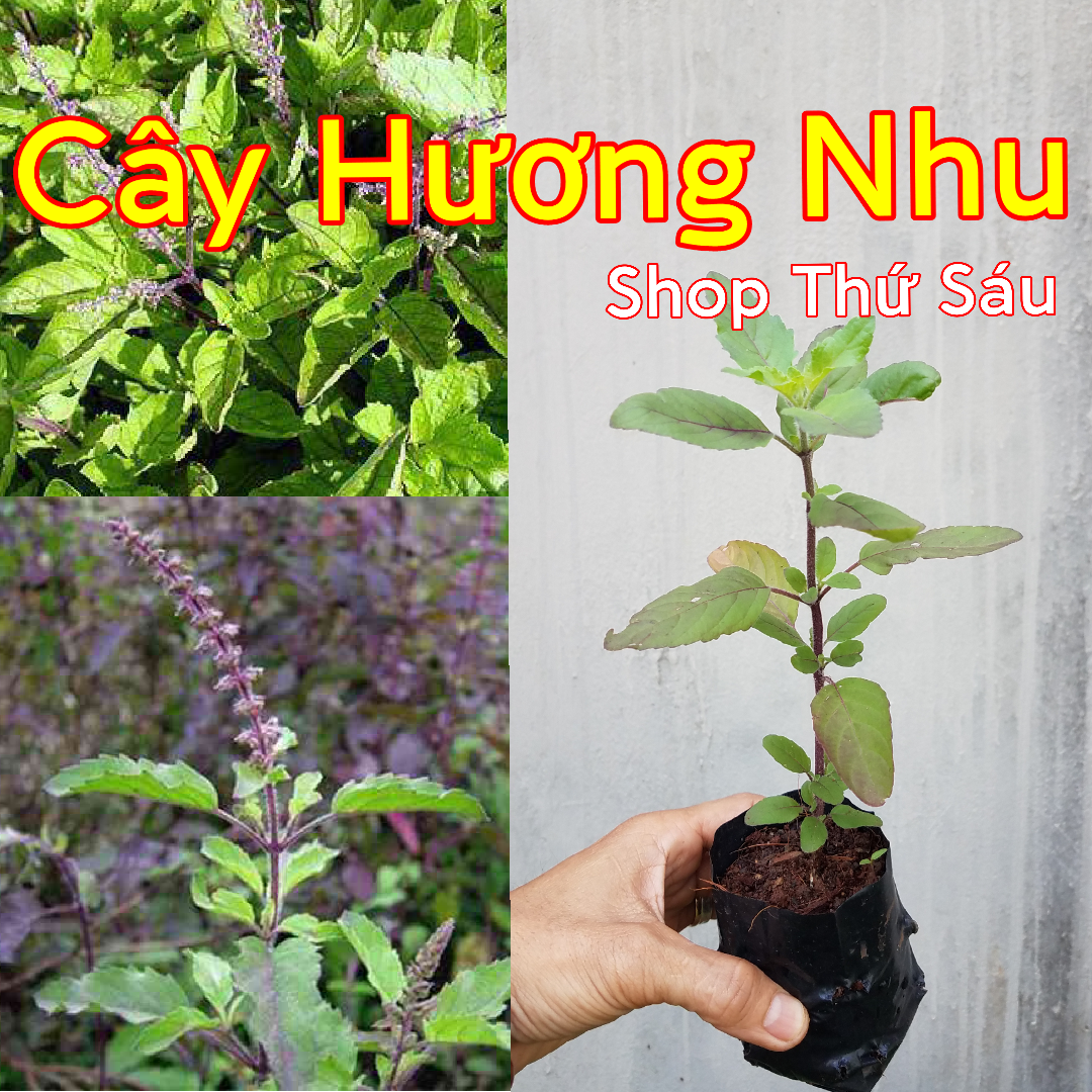 Cây Hương Nhu tía. É tía, é rừng, é