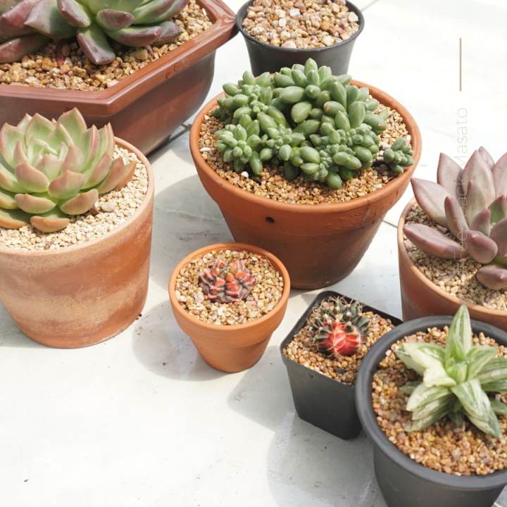 Đá khoáng Maifan ( Masat) chuyên dùng trồng sen đá, xương rồng, bonsai size 2-4mm và 3-6mm