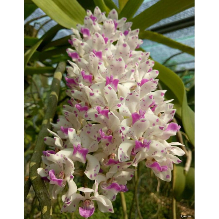 Hoa phong lan đai châu rừng bóc trụ cam kết chất lượng